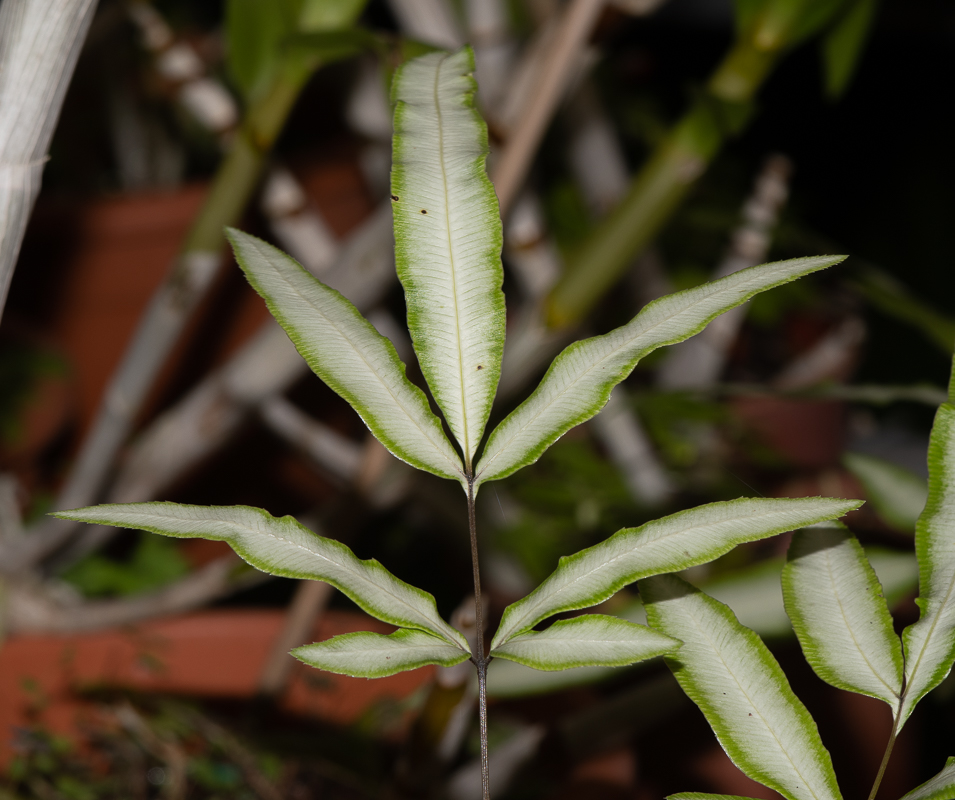 Image of Pteris cretica specimen.