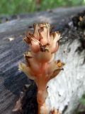 Hypopitys monotropa. Верхушка цветущего растения. Свердловская обл., г. Екатеринбург, окр. пос. Шабровский, берёзовый лес. 20.08.2018.