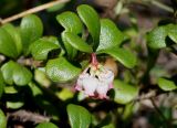 Arctostaphylos uva-ursi