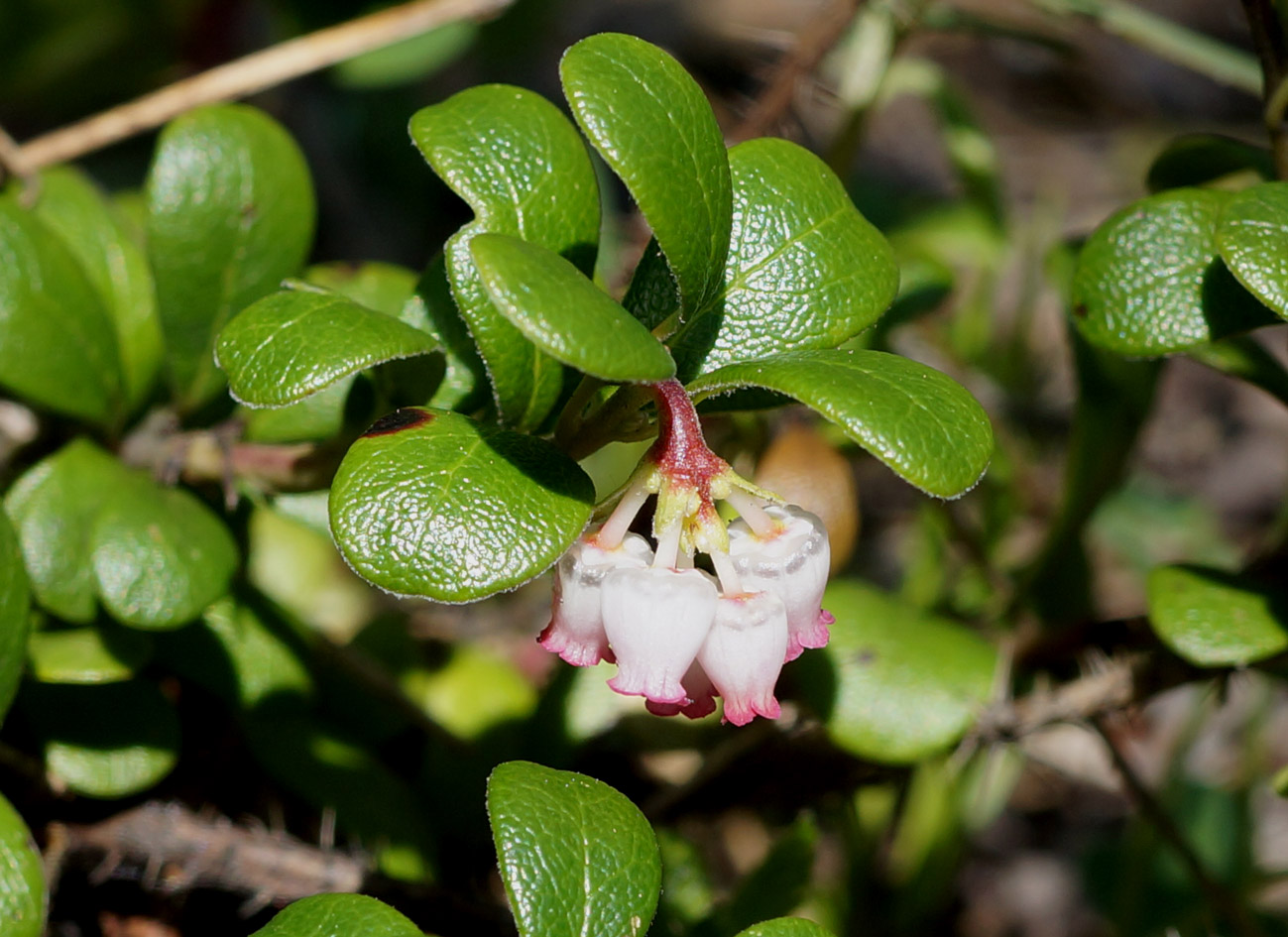 Изображение особи Arctostaphylos uva-ursi.