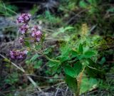 Origanum vulgare. Верхушка цветущего растения с питающейся пчелой. Пермский край, Лысьвинский р-н, окр. с. Кын, гора Плакун, крутой каменистый склон. 23.09.2018.