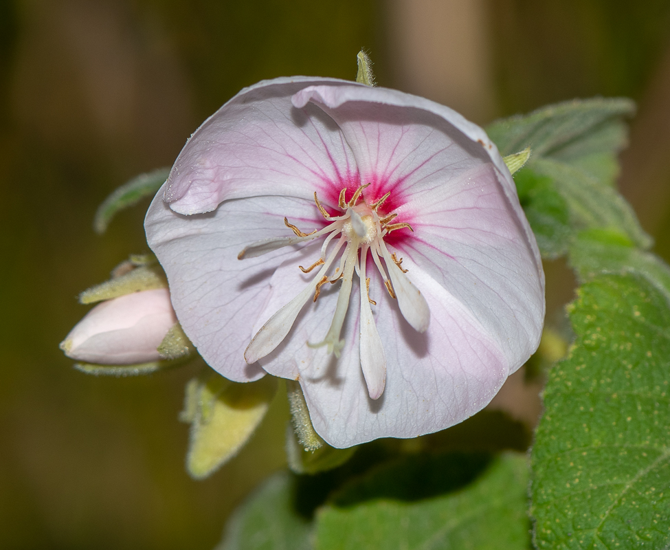 Image of Dombeya burgessiae specimen.