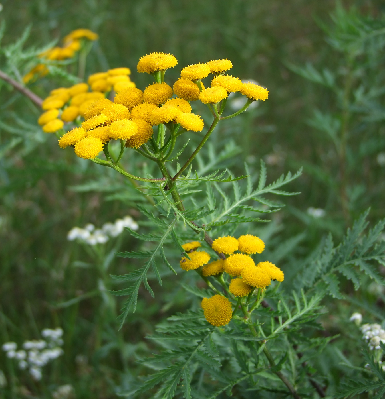 Image of Tanacetum boreale specimen.