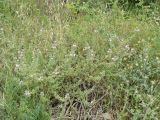 Ononis arvensis subspecies spinescens. Цветущее растение. Южный Берег Крыма, окр. г. Ялта. 28.06.2010.
