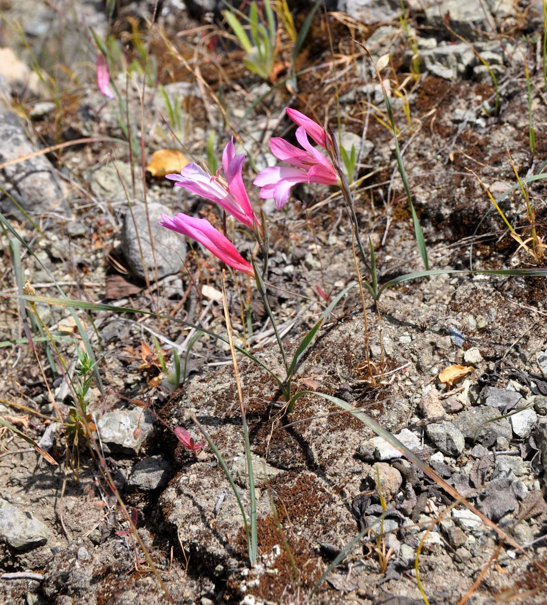 Image of Gladiolus triphyllus specimen.