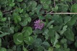 genus Trifolium. Цветущее растение. Турция, ил Артвин, с. Ишхан, заброшенная территория детского сада, луг. 22.04.2019.