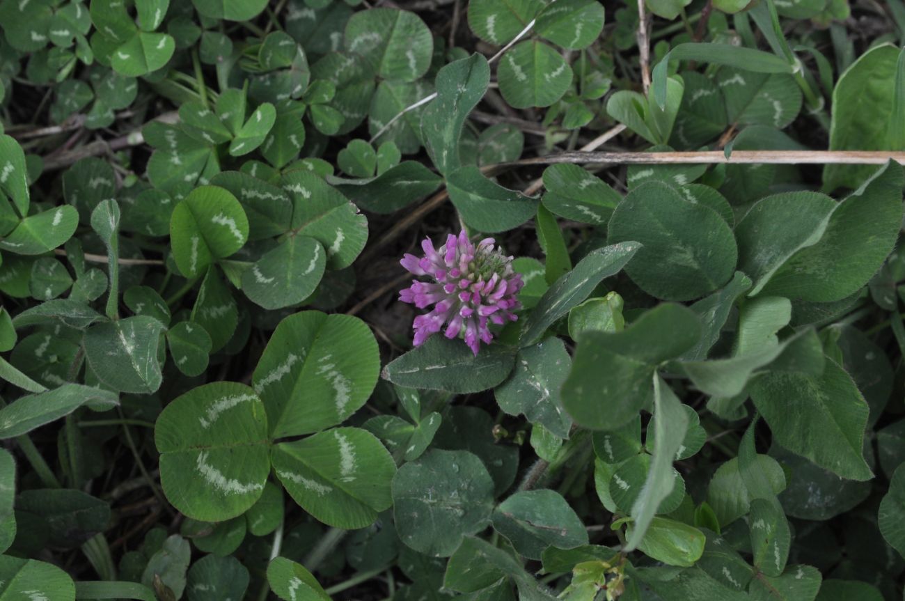 Изображение особи род Trifolium.