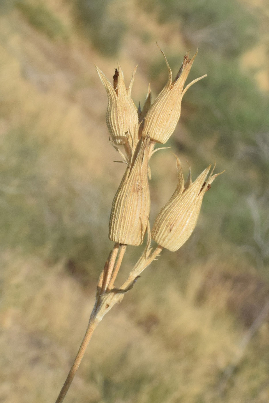 Image of Pleconax conica specimen.