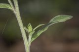 Inula conyza