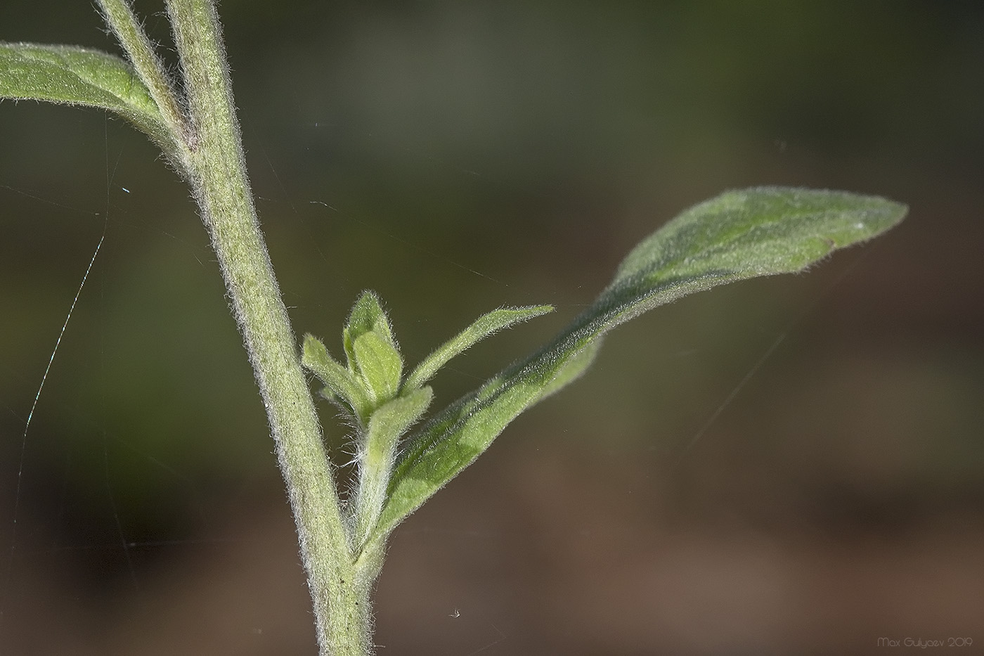 Image of Inula conyza specimen.