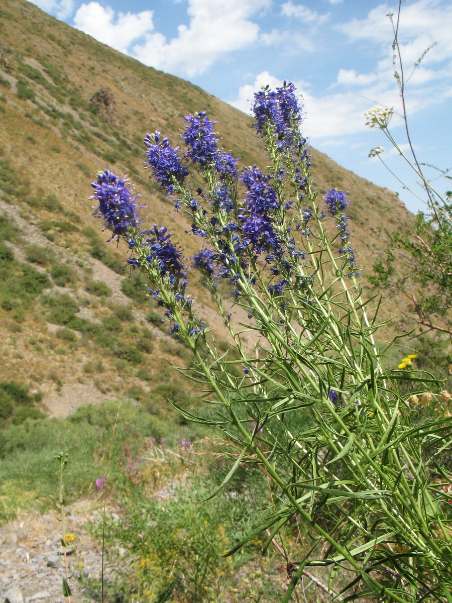 Image of Veronica laeta specimen.