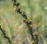 Artemisia campestris. Средняя часть цветущего побега. Пермский край, г. Пермь, Кировский р-н, задернованный склон песчаного карьера. 27.07.2019.