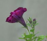 Petunia × atkinsiana. Верхушка веточки с цветком и бутонами. Московская обл., Раменский р-н, окр. дер. Хрипань, садовый участок. 07.08.2019.