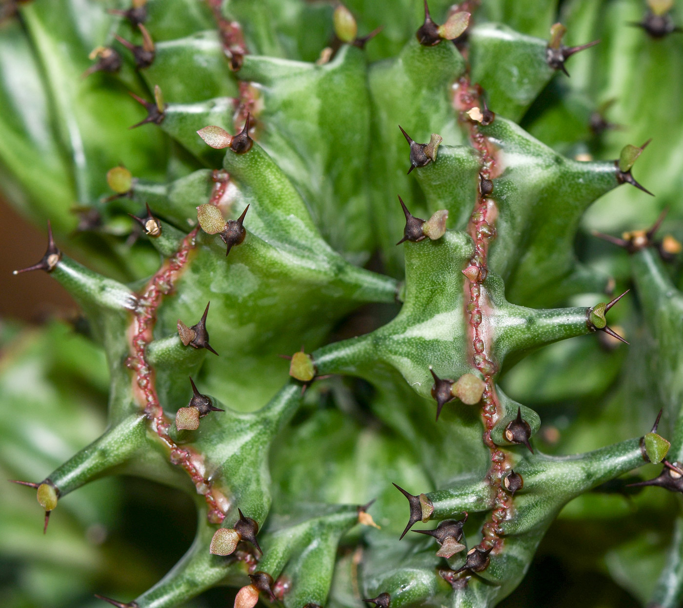 Изображение особи Euphorbia lactea.