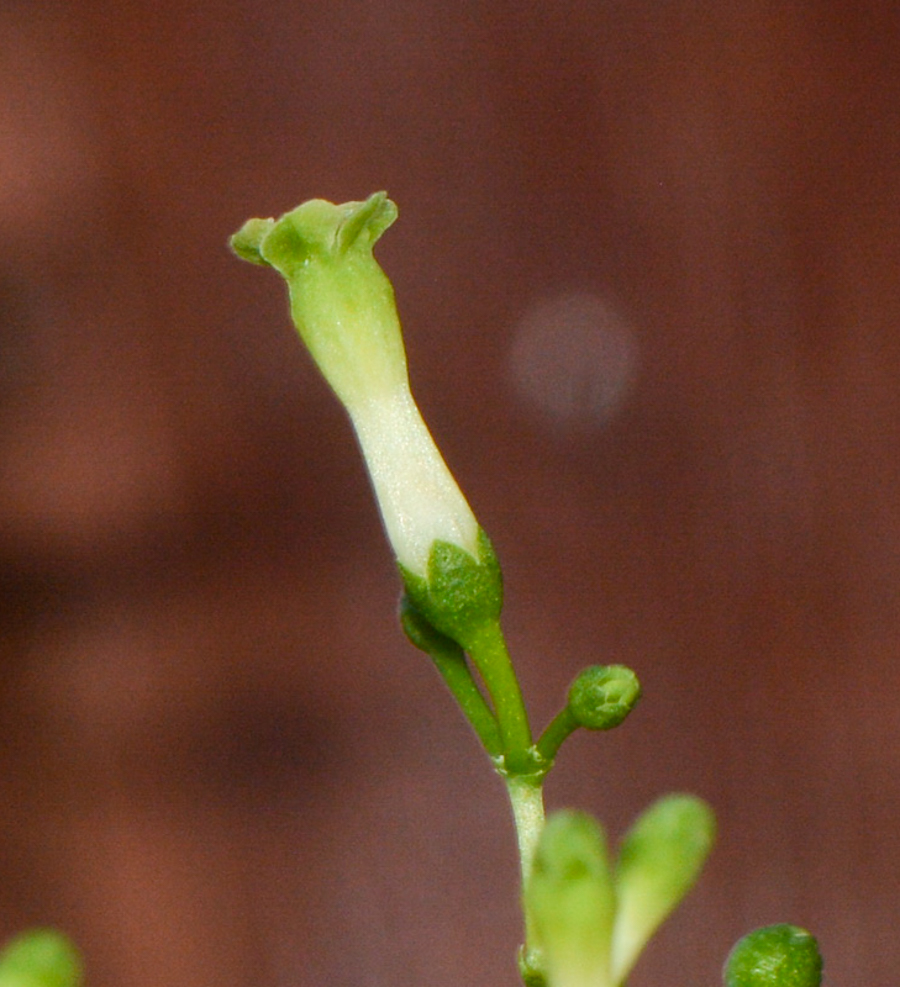 Image of Rauvolfia mombasiana specimen.