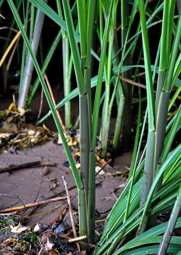 Image of Zizania latifolia specimen.