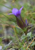 Gentianella campestris. Цветущее растение. Испания, автономное сообщество Каталония, провинция Барселона, комарка Бергеда, муниципалитет Сальдес, подножие горы Педрафорка, смотровая площадка \"Гресолет\", 1557 м н.у.м., каменистый склон северной экспозиции. 22.09.2019.