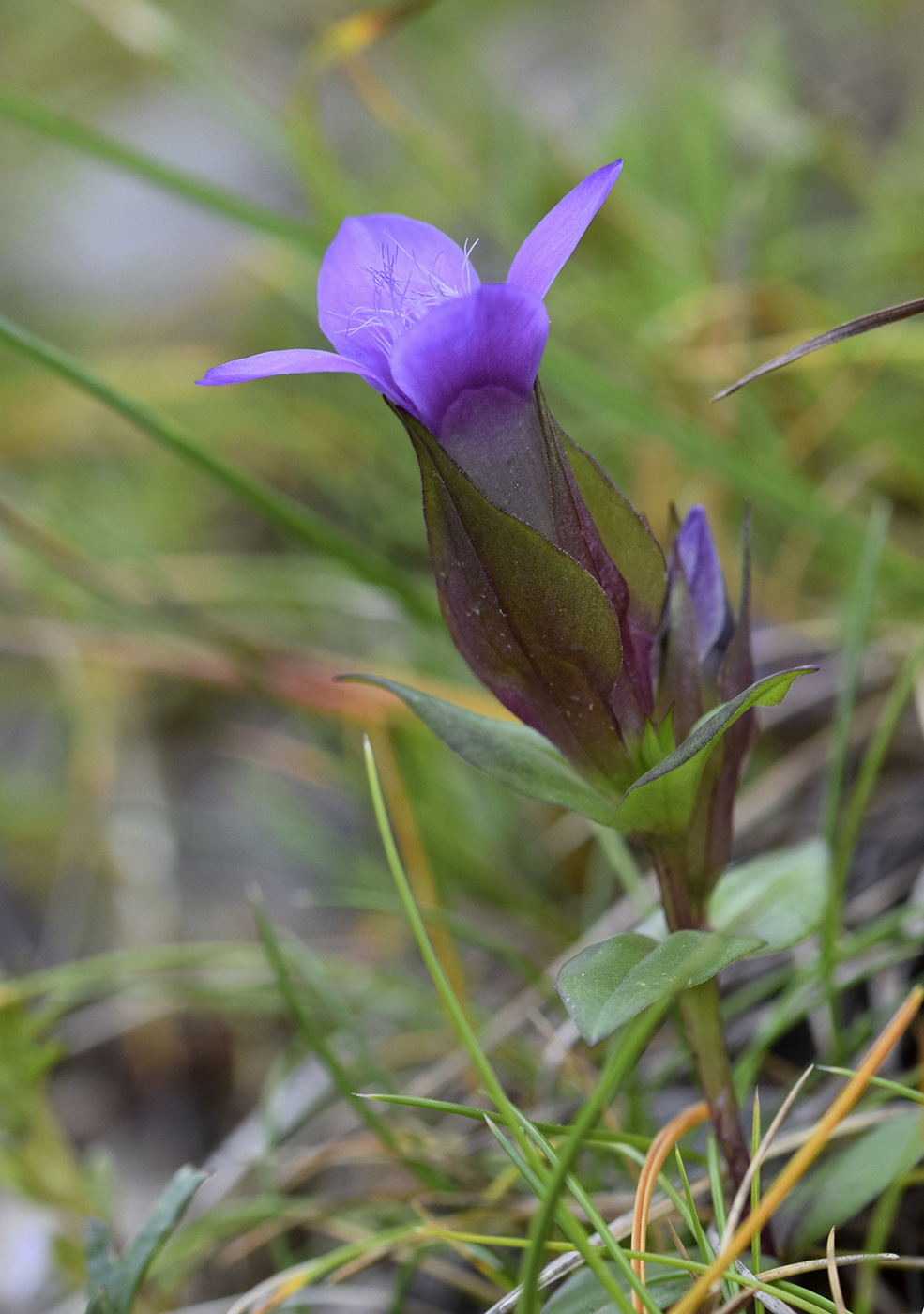 Изображение особи Gentianella campestris.