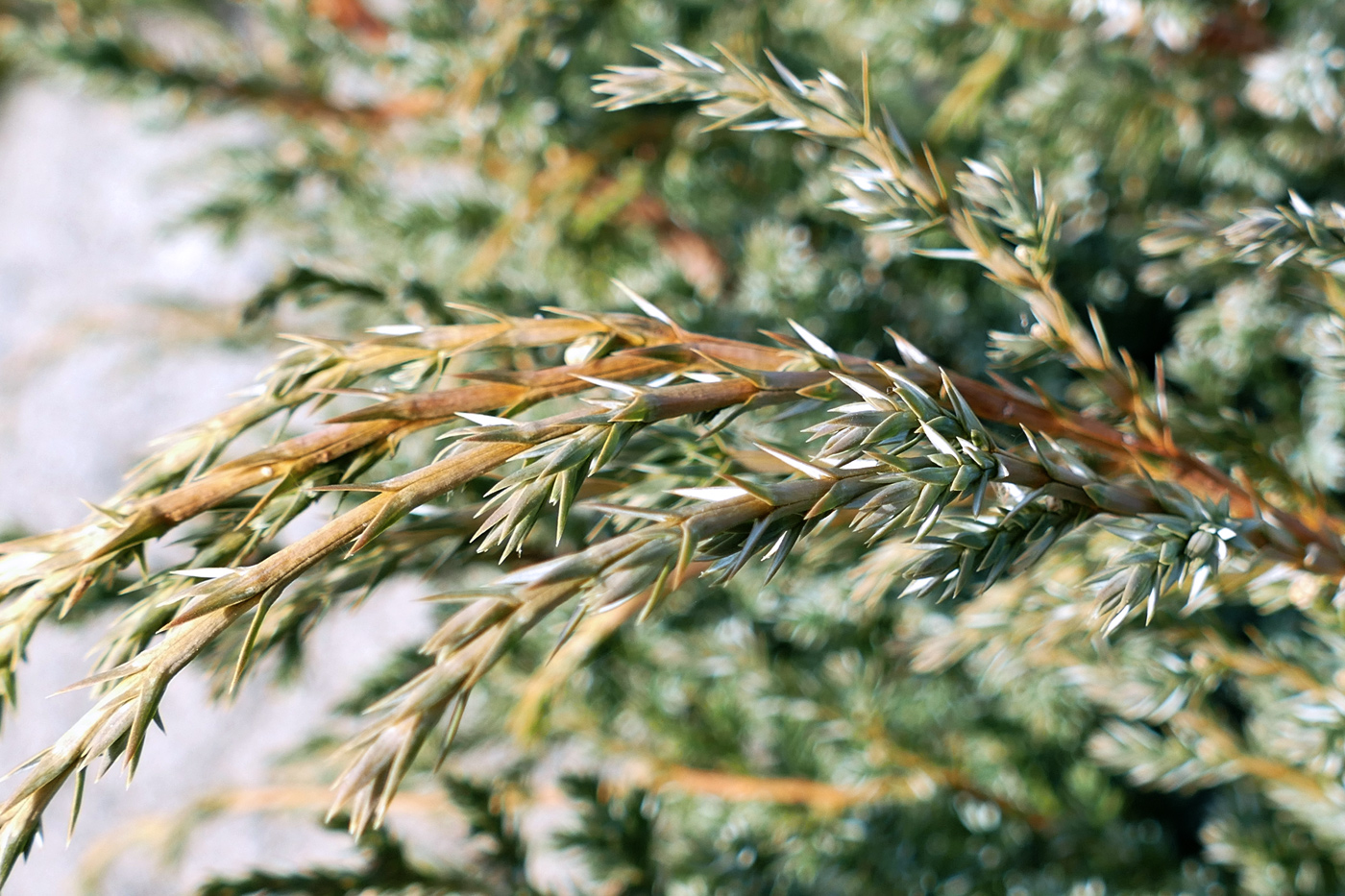 Изображение особи Juniperus chinensis.