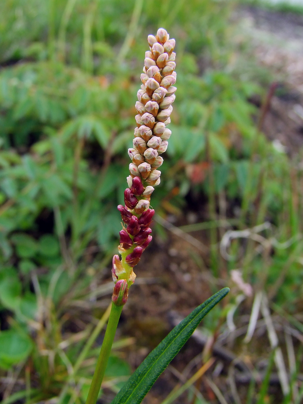 Image of Bistorta vivipara specimen.