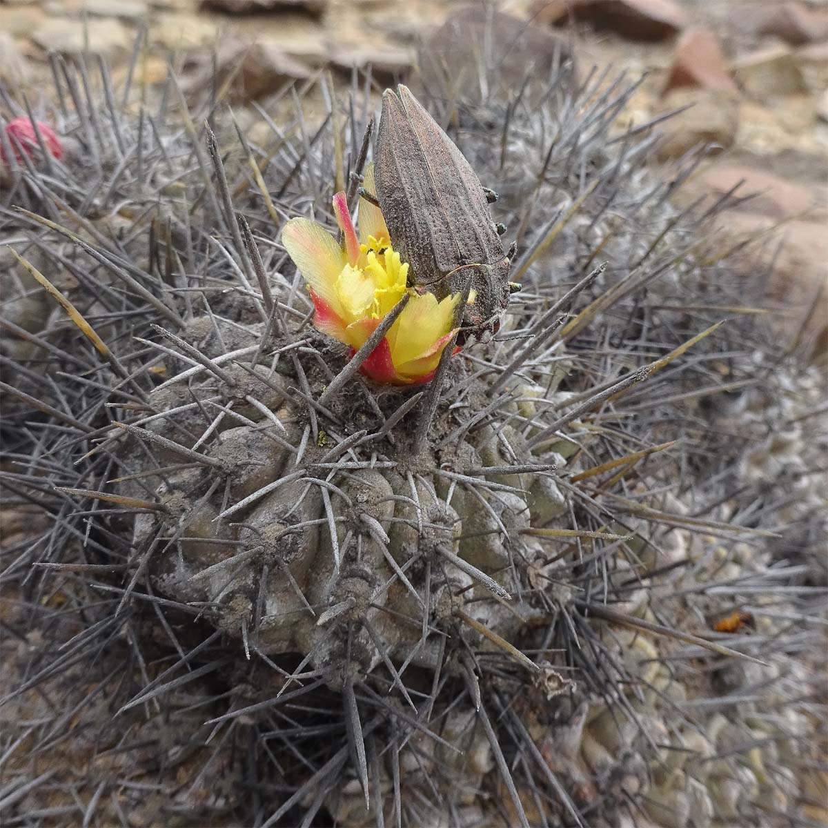 Изображение особи Copiapoa fiedleriana.