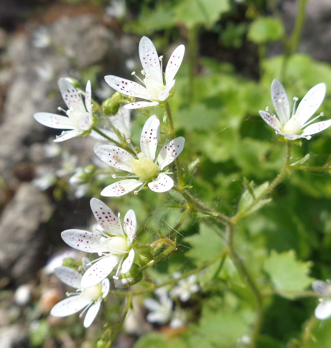 Image of Saxifraga rotundifolia specimen.