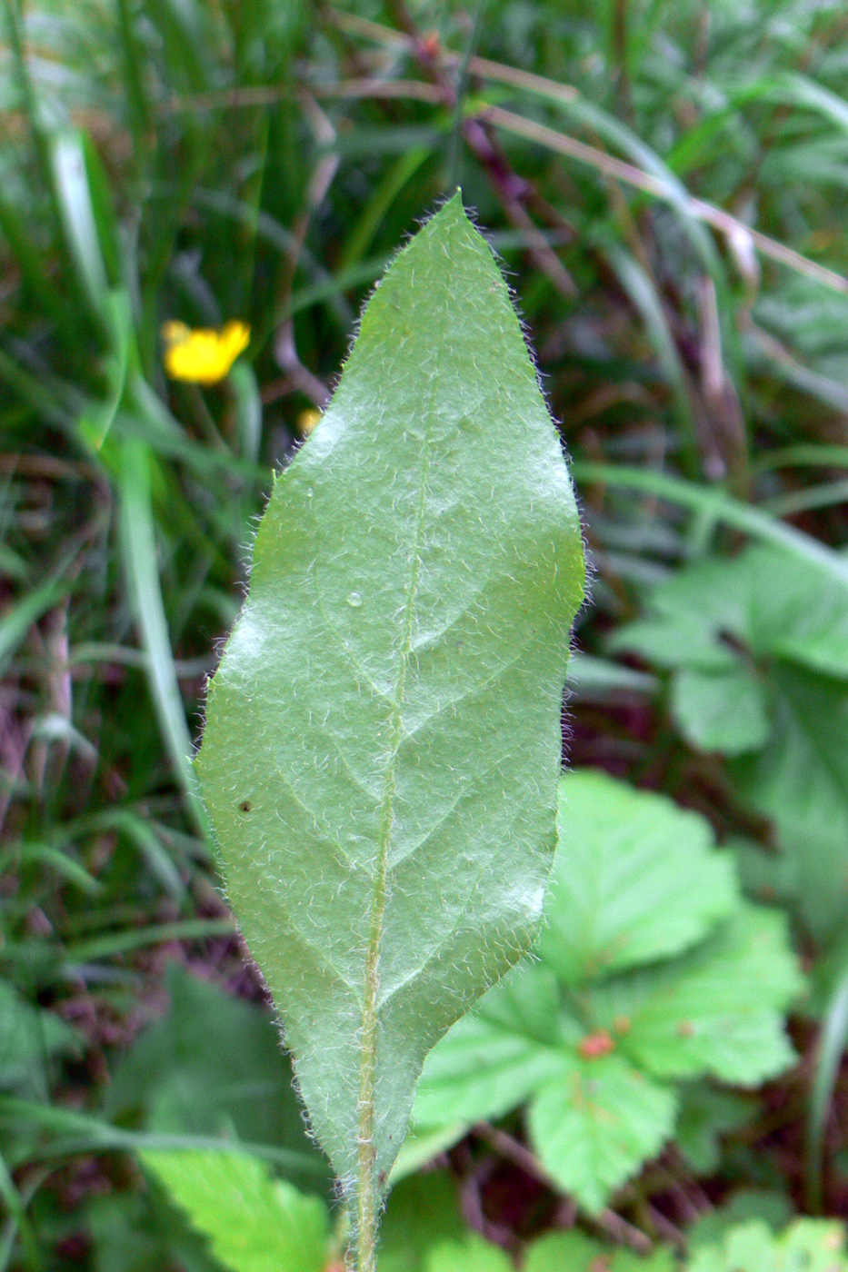 Image of Hieracium pseudolepistoides specimen.