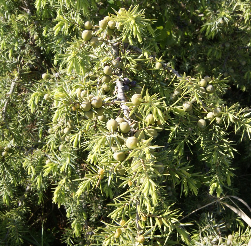 Image of Juniperus oblonga specimen.