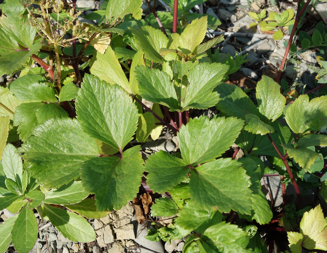 Image of Ligusticum scoticum specimen.