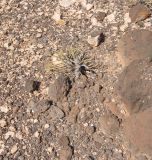 Euphorbia regis-jubae