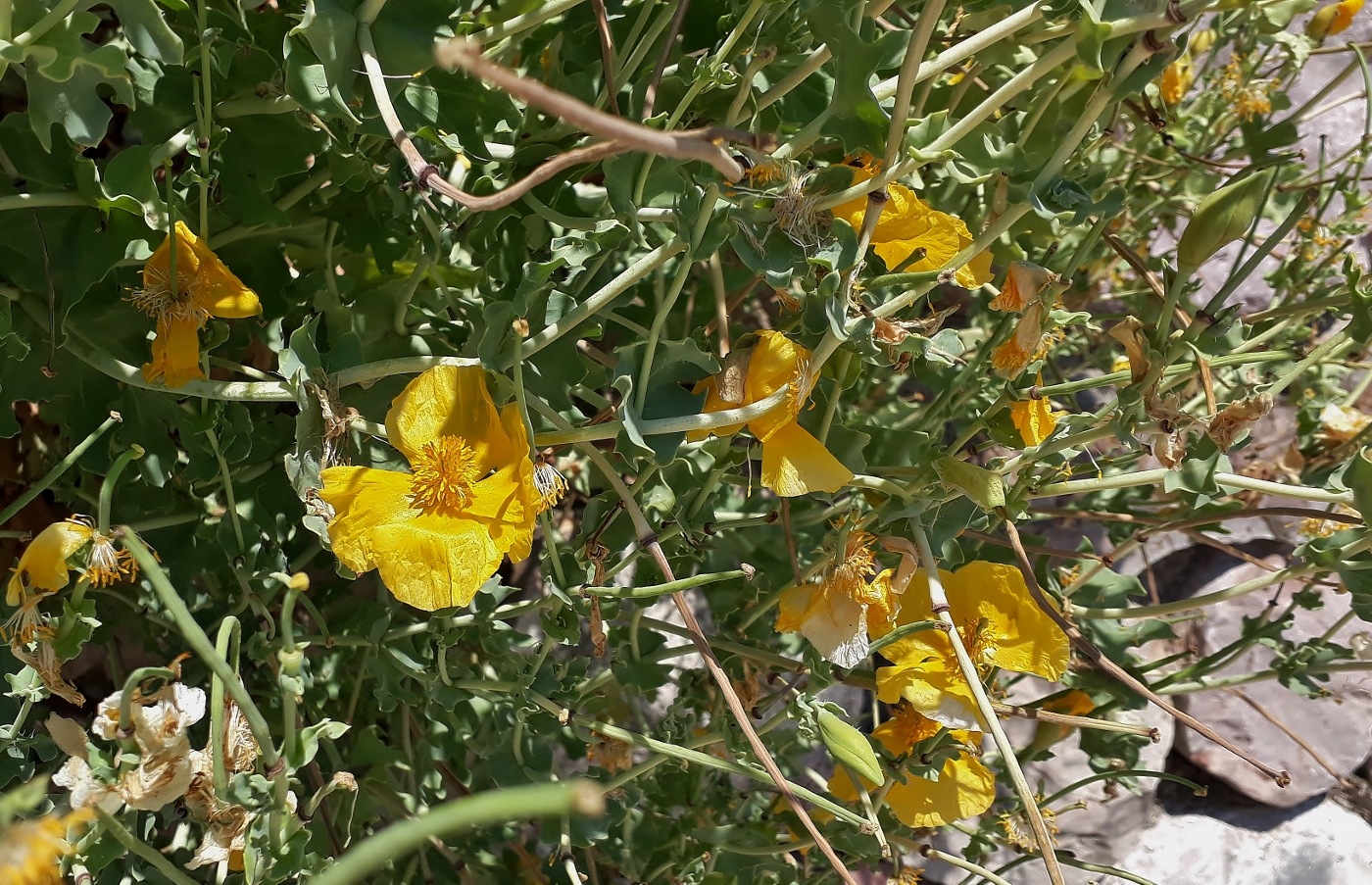 Image of Glaucium flavum specimen.