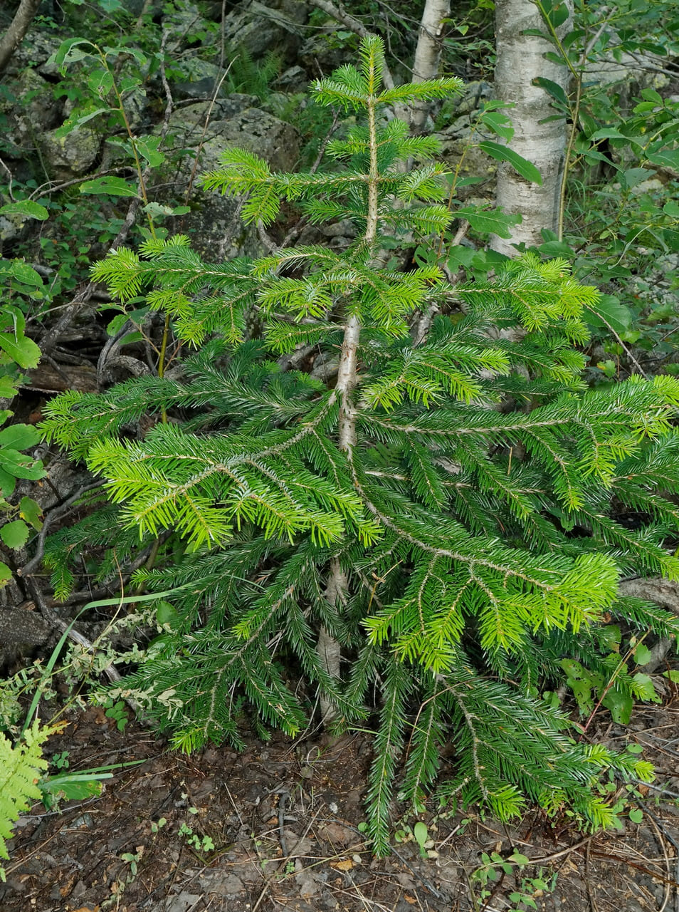 Изображение особи Abies nordmanniana.