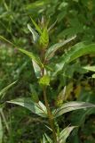 Epilobium tetragonum. Верхушка побега. Костромская обл., Судиславский р-н, окр. дер. Антипино, пойма р. Пуга (правый приток р. Меза), луг по границе с низинным болотом. 25.06.2017.