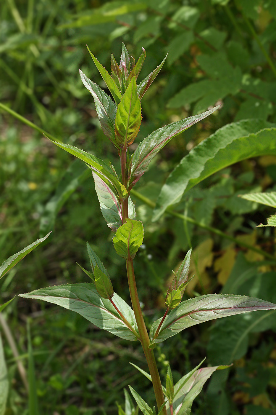 Image of Epilobium tetragonum specimen.