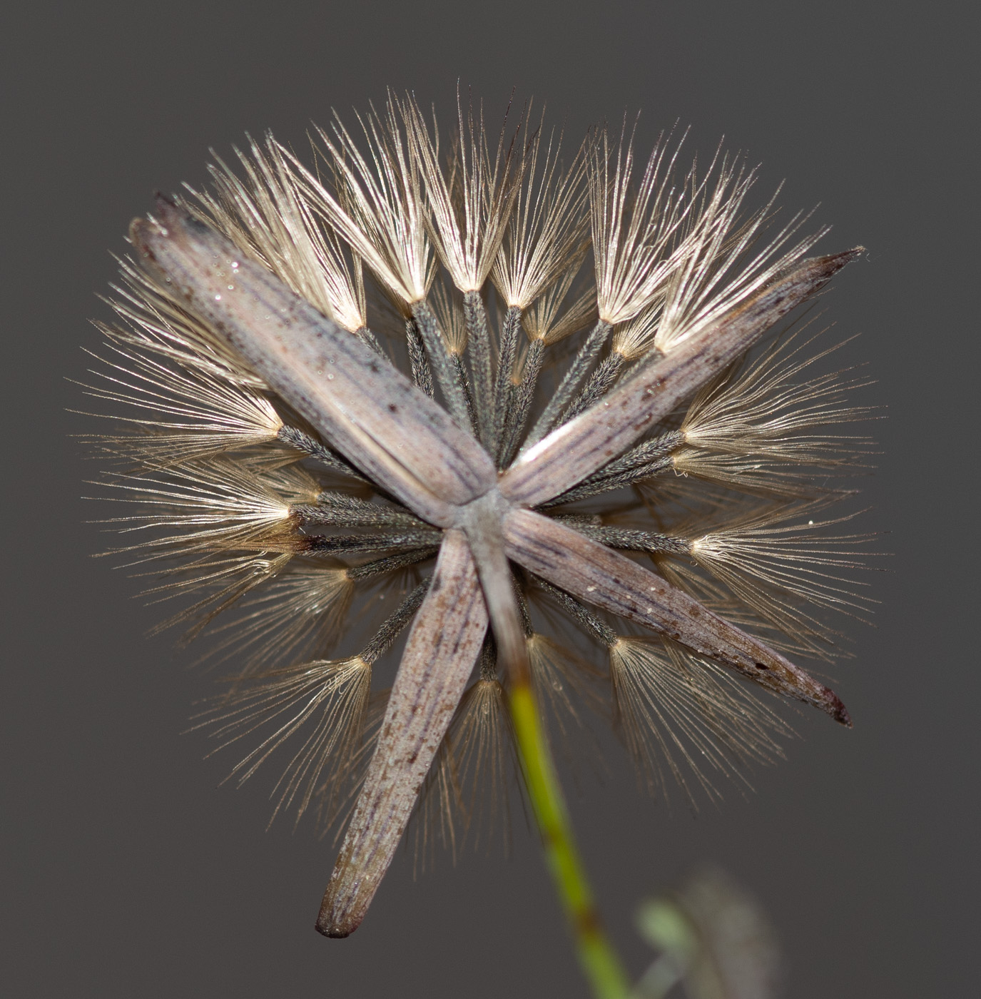 Image of Porophyllum ruderale specimen.