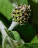 Image of taxon representative. Author is Анна Малыхина