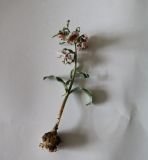 Image of taxon representative. Author is Намиг Аббасов