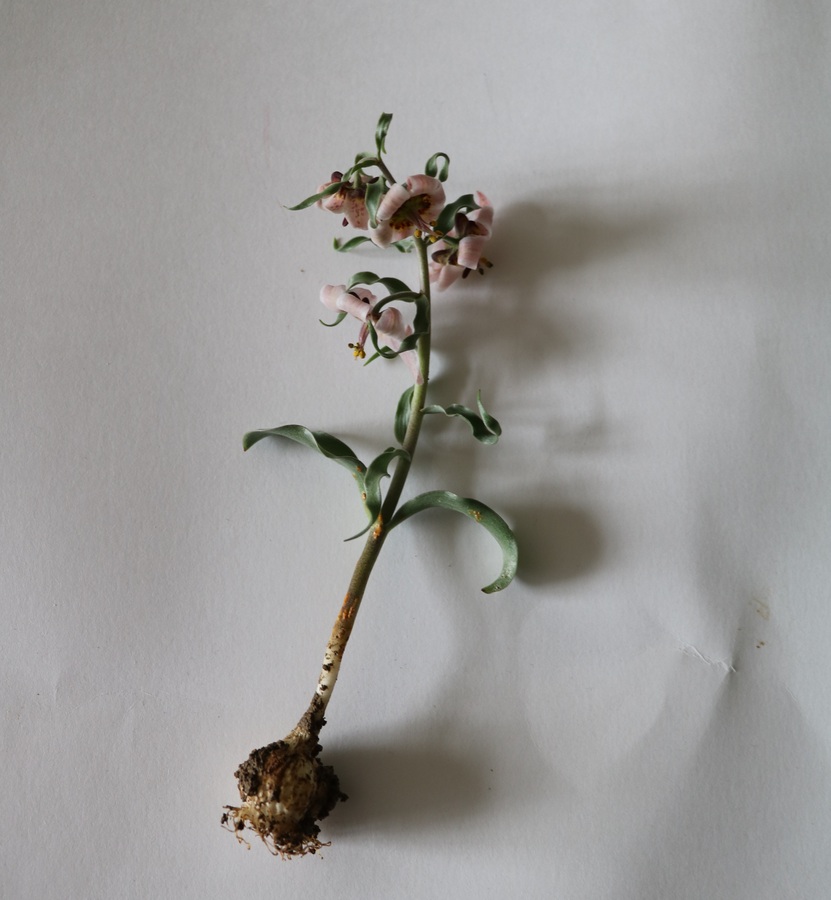 Image of Rhinopetalum gibbosum specimen.