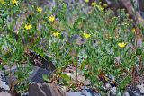 Potentilla orientalis