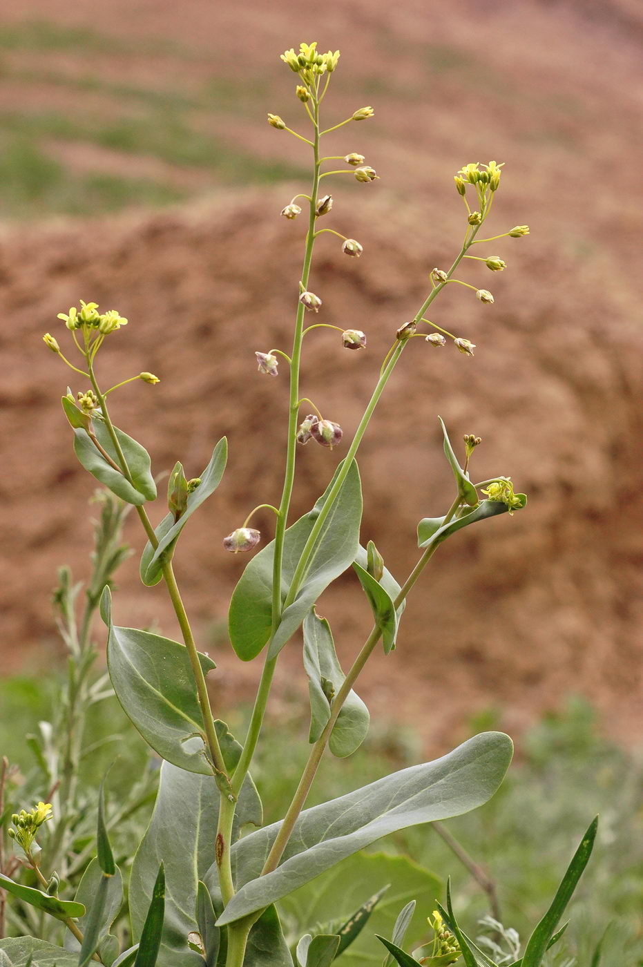 Изображение особи Sameraria cardiocarpa.