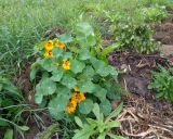 Tropaeolum majus