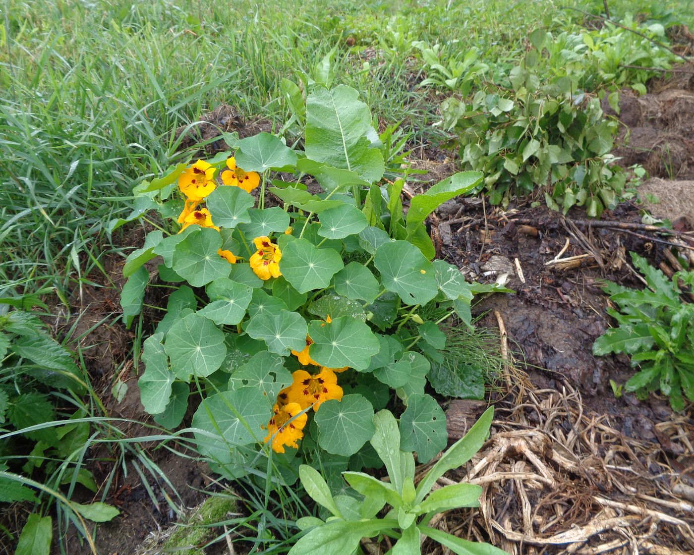 Изображение особи Tropaeolum majus.