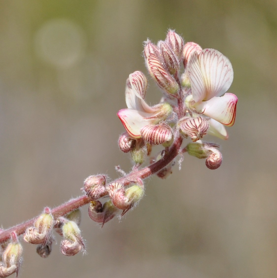 Изображение особи Onobrychis venosa.