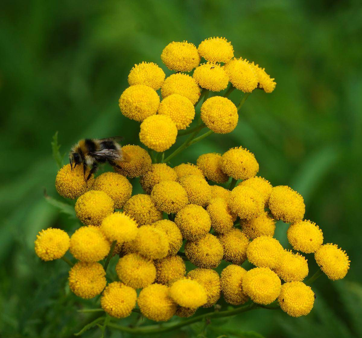 Image of Tanacetum vulgare specimen.