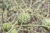 Acanthosicyos horridus. Часть ветки с созревающими плодами. Намибия, регион Erongo, ок. 20 км к востоку от г. Свакопмунд, пустыня Намиб, национальный парк \"Dorob\", выс. 320 м н. у. м. 03.03.2020.