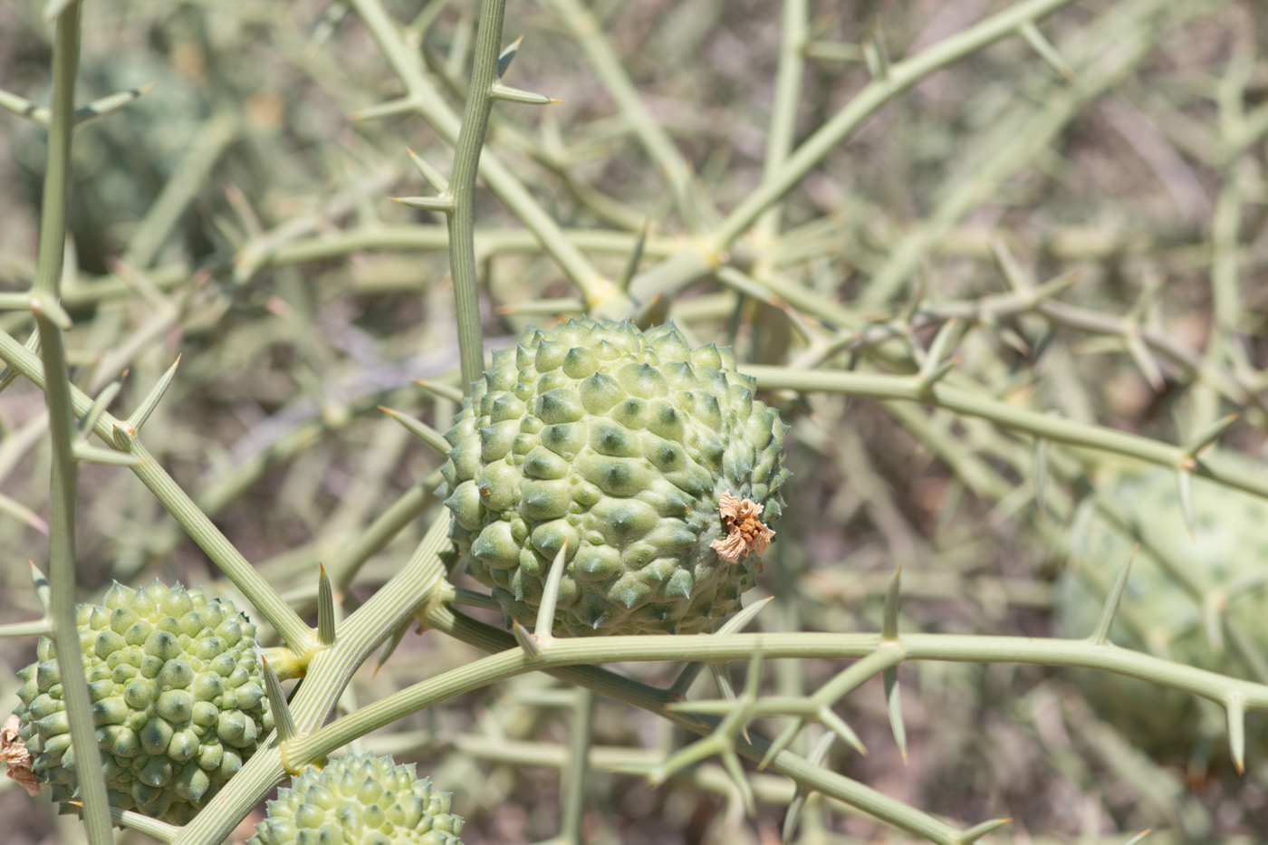 Изображение особи Acanthosicyos horridus.