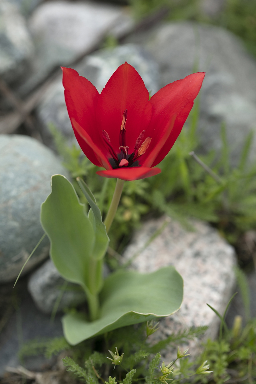 Image of Tulipa zenaidae specimen.