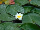 Nymphaea candida