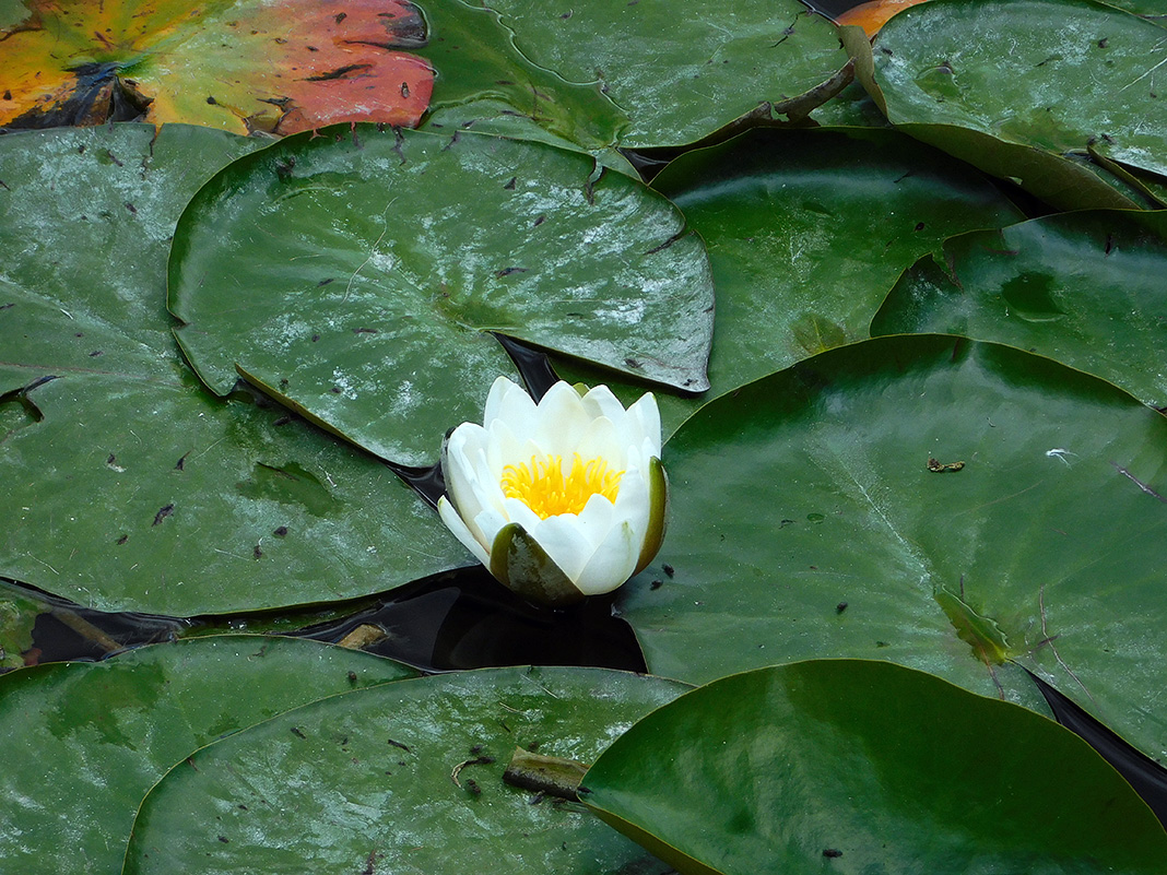 Image of Nymphaea candida specimen.