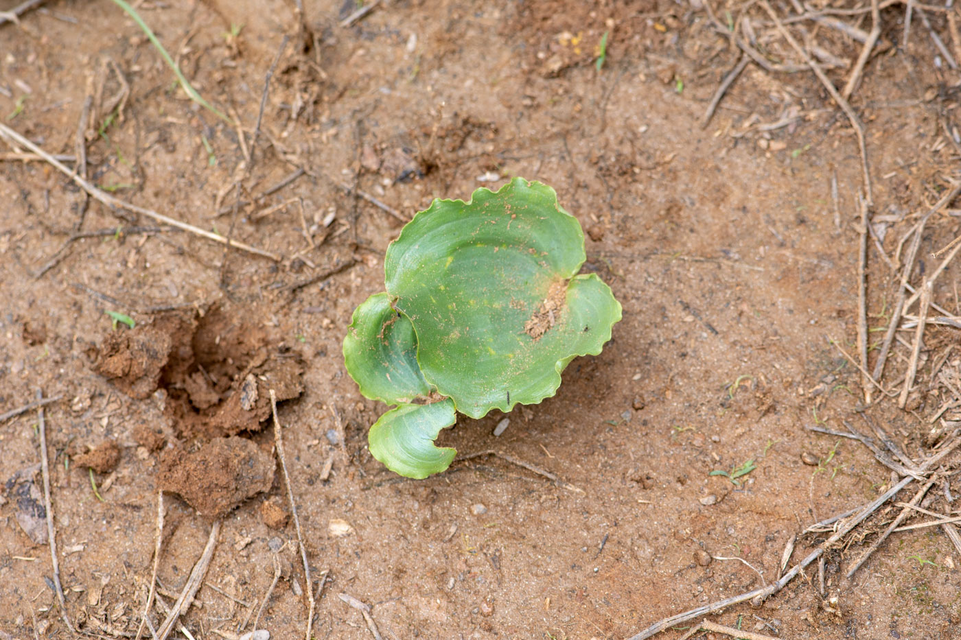 Image of genus Eriospermum specimen.